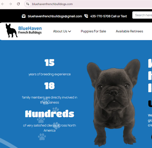 Blue Haven French Bulldogs Case Study